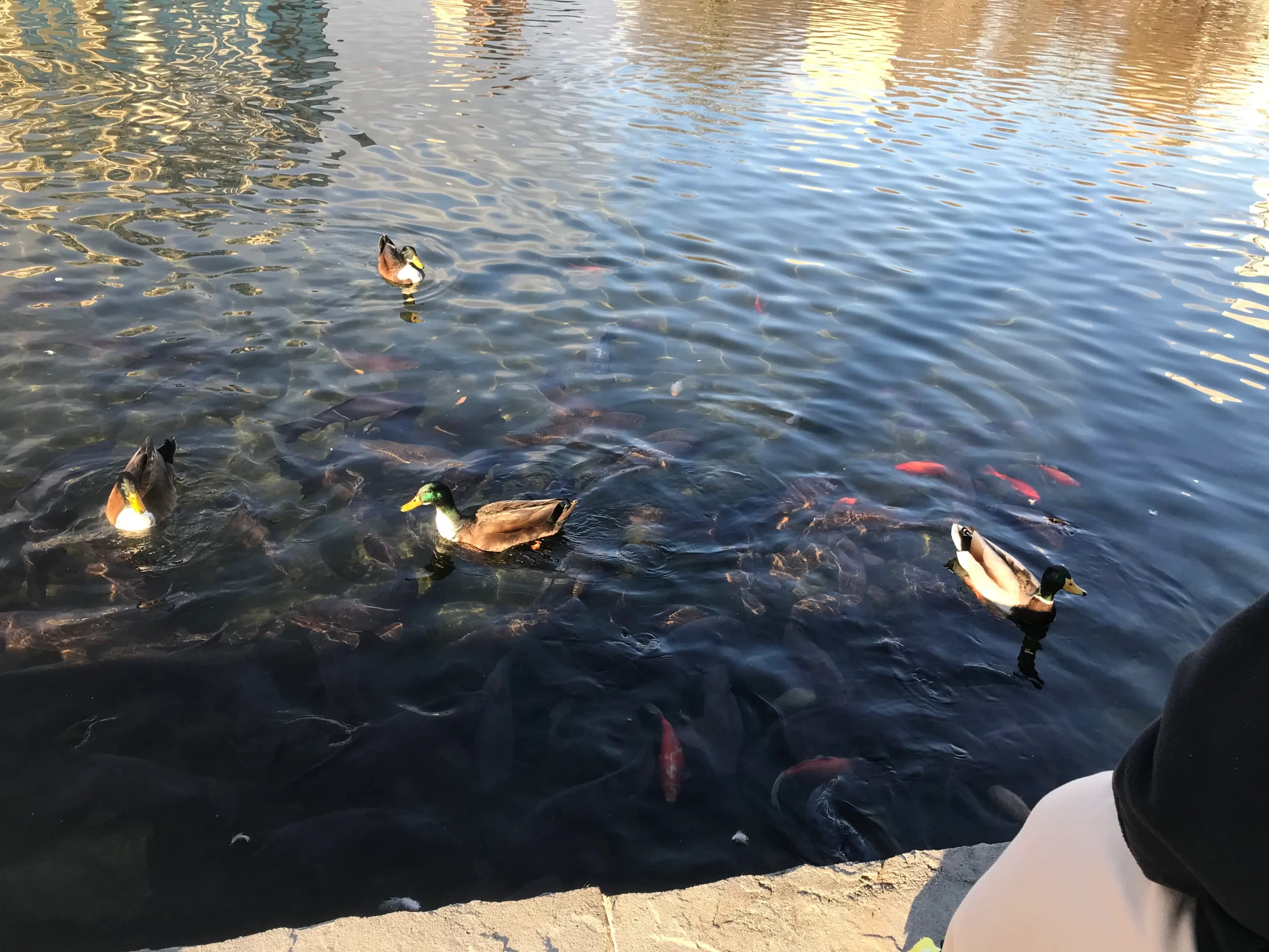 Festive Atmosphere with Ducks and Coy Fish at Big Spring Park