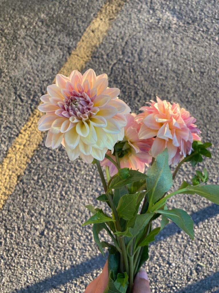 Vibrant Blooms at Greene Street Market - Perfect for a Pet-Friendly Outing