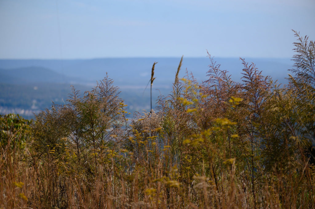 Blevins Gap Nature Preserve