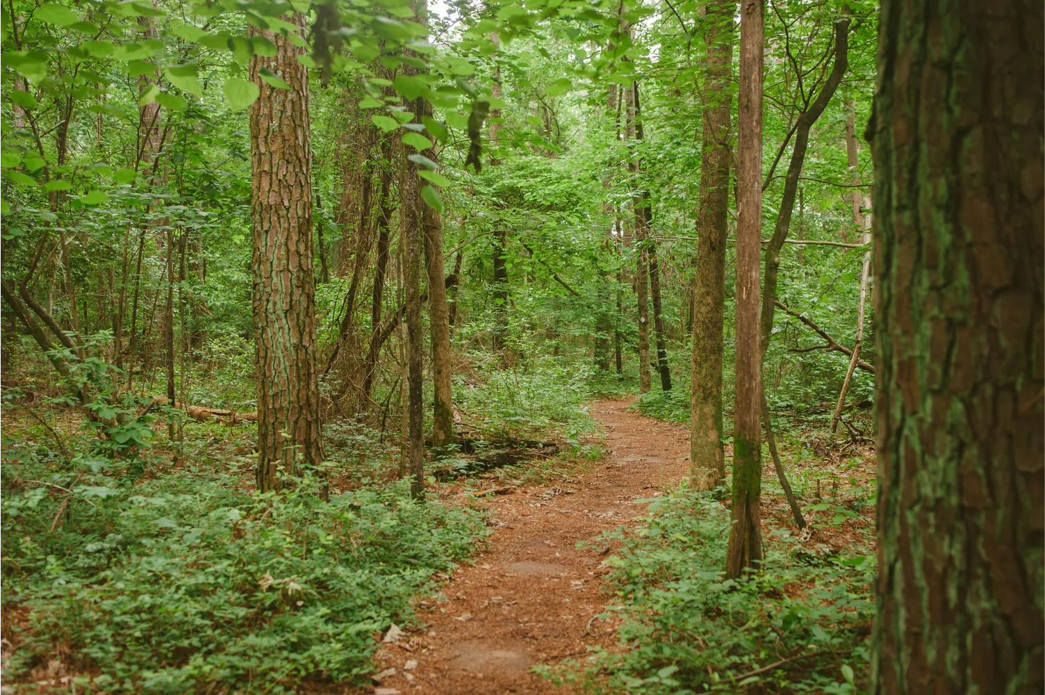 Wade Mountain Nature Preserve