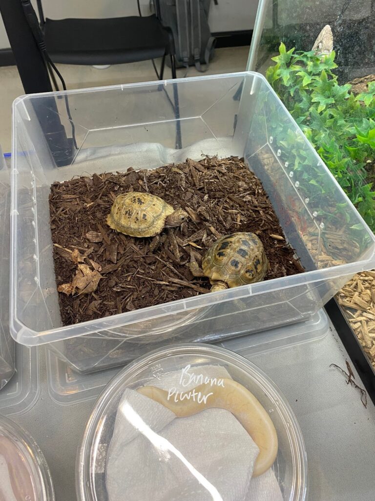 turtles at repticon