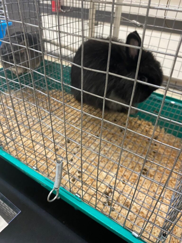 bunny at repticon