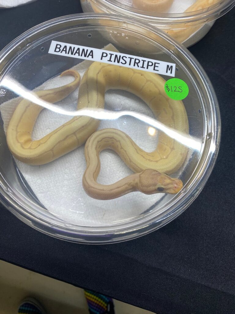 repticon banana pinstripe