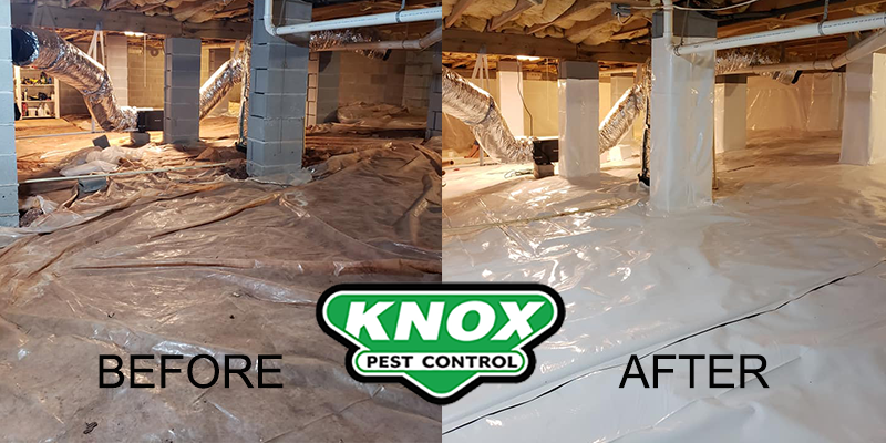 Knox Pest Control (2)