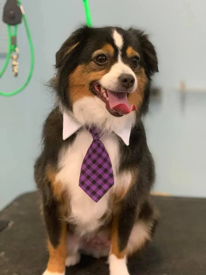 The Dapper Dog Spaw (15)