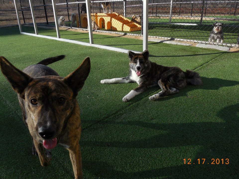 Paradise Pet resort and spa (2)