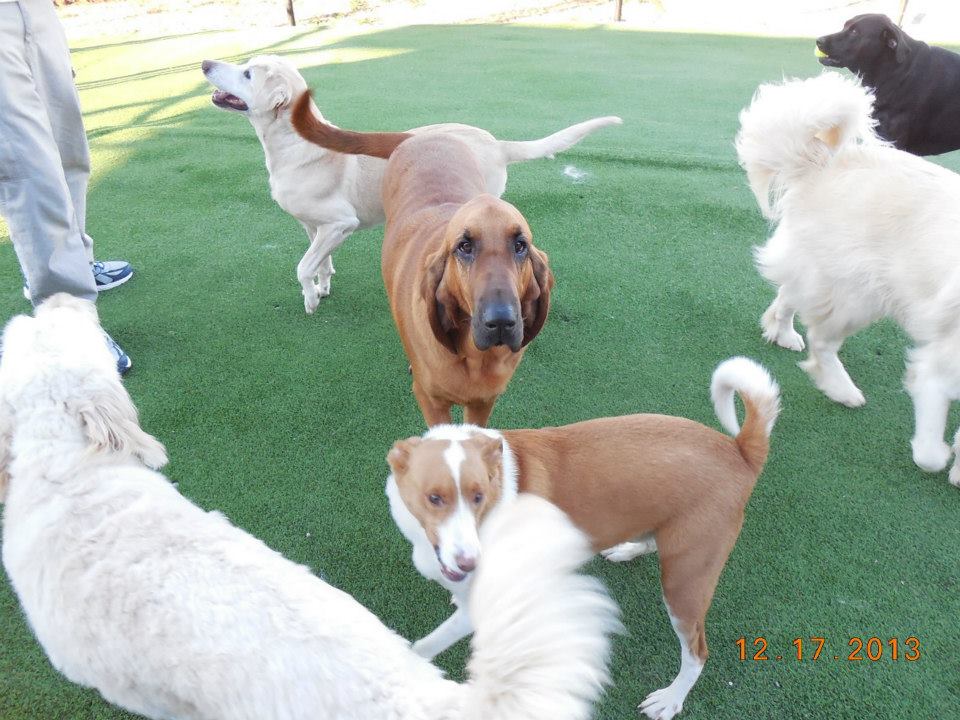 Paradise Pet resort and spa (3)