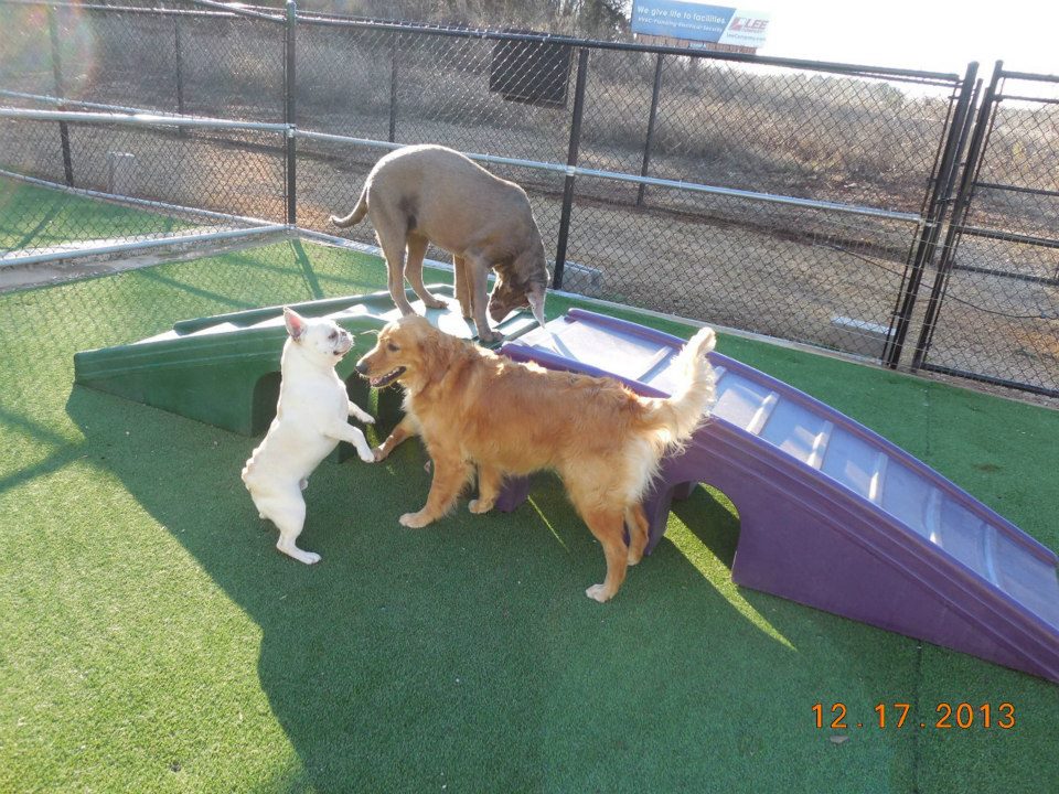 Paradise Pet resort and spa (4)