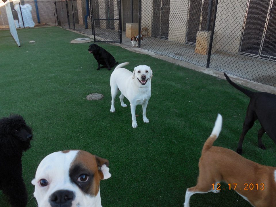 Paradise Pet resort and spa (6)