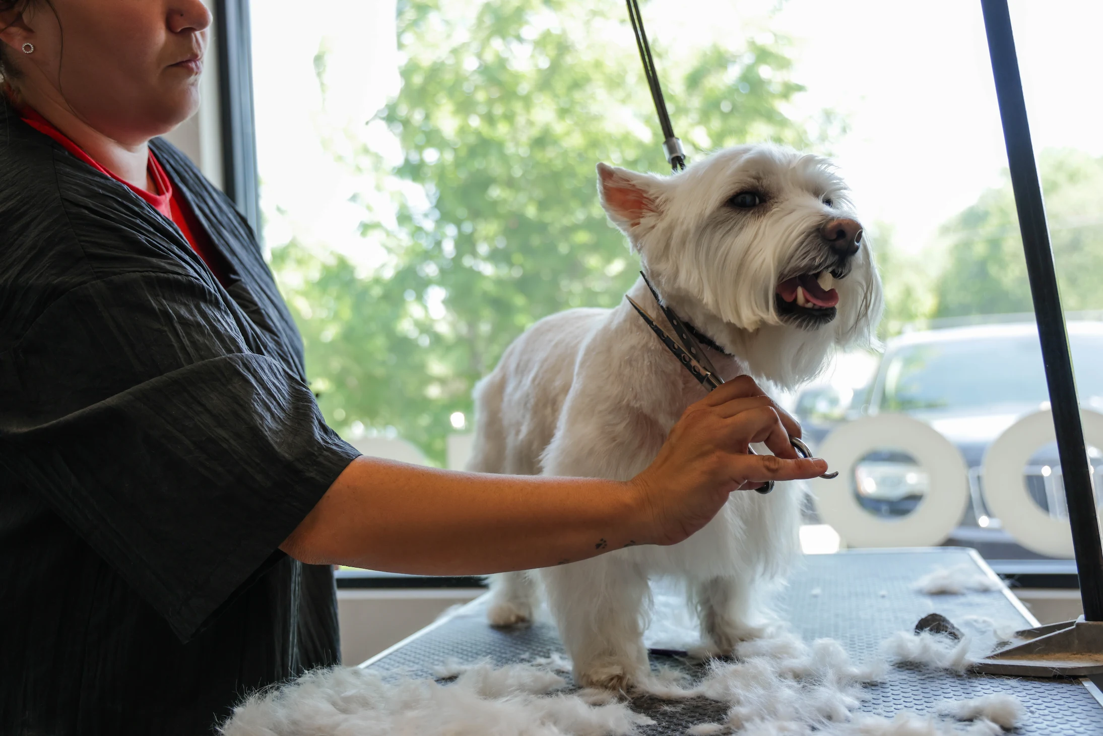 The Ark Pet Spa & Hotel – Huntsville (3)