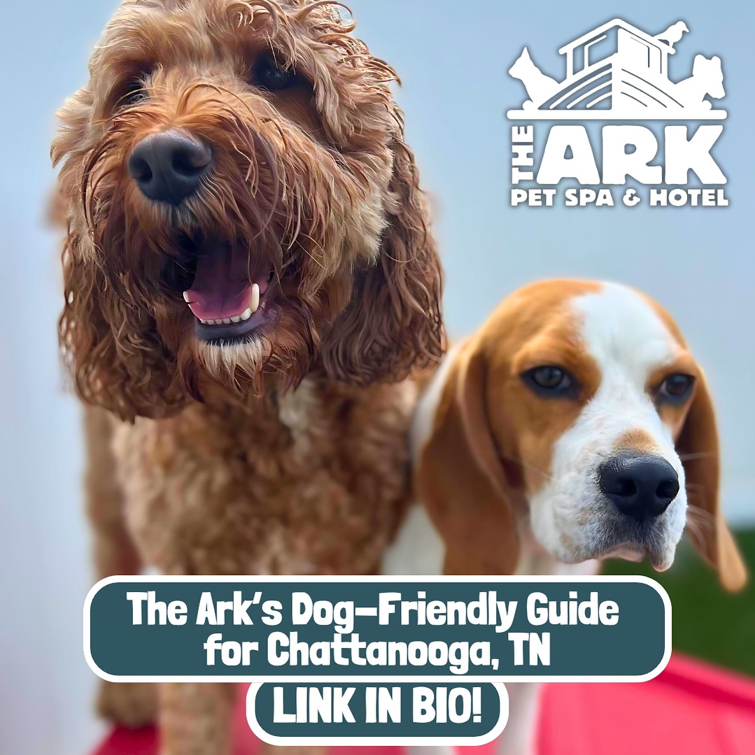 The Ark Pet Spa & Hotel – Huntsville (6)