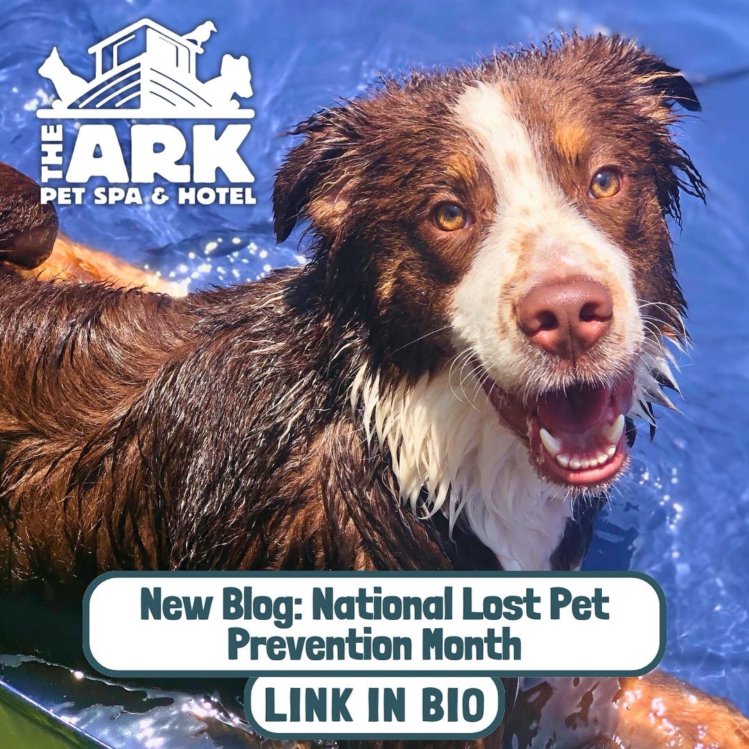 The Ark Pet Spa & Hotel – Huntsville (9)