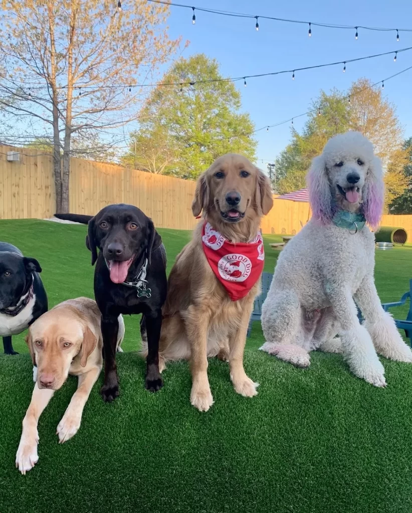 The Pawms Pet Resort – Huntsville (10)