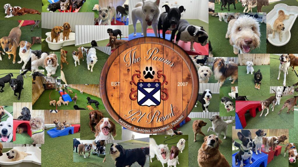 The Pawms Pet Resort – Huntsville (2)