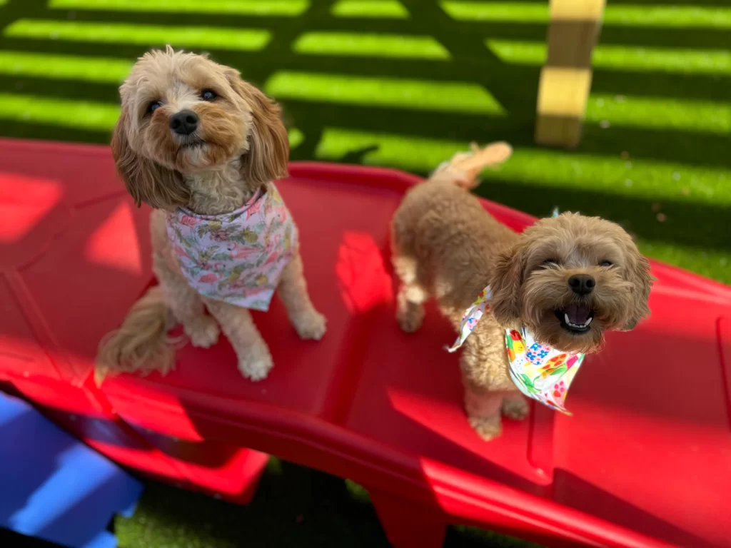 The Pawms Pet Resort – Huntsville (4)