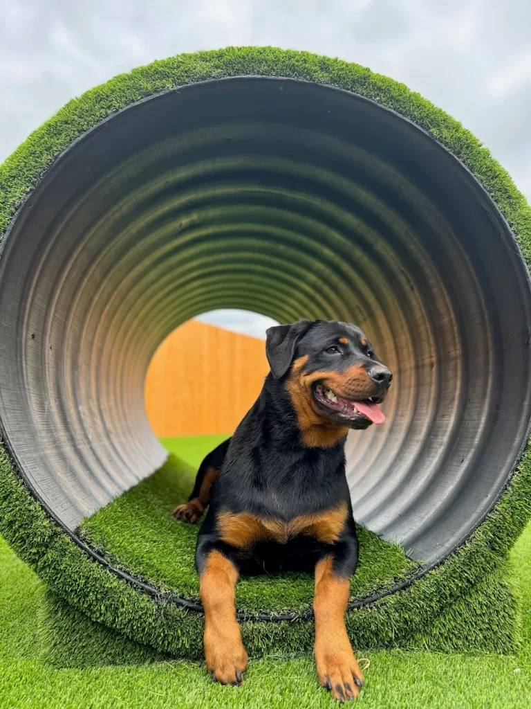 The Pawms Pet Resort – Huntsville (5)