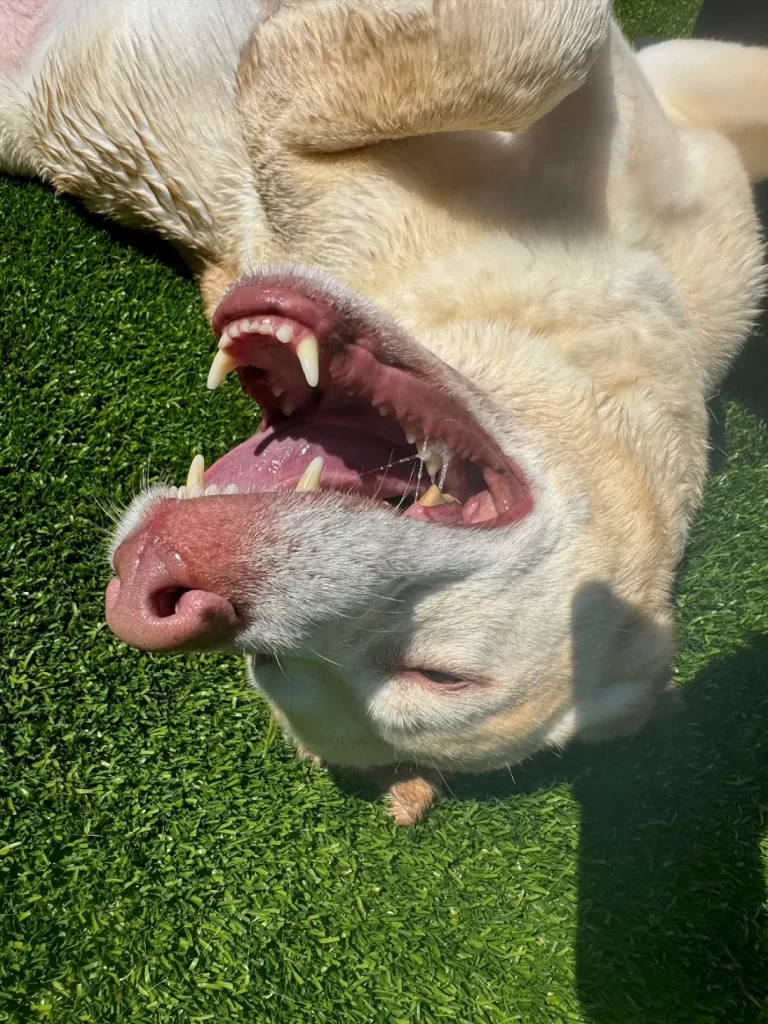 The Pawms Pet Resort – Huntsville (7)