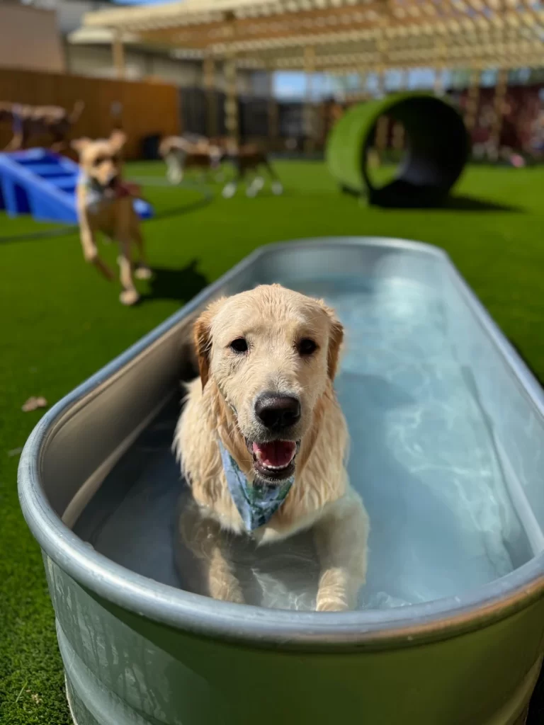 The Pawms Pet Resort – Huntsville (8)