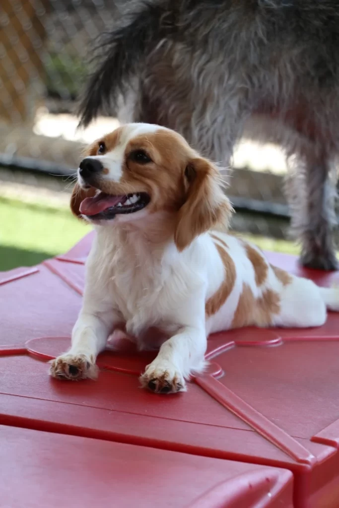 The Pawms Pet Resort – Huntsville (9)