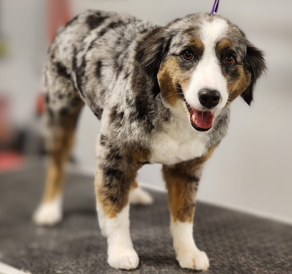Zen-Dog-Grooming-5