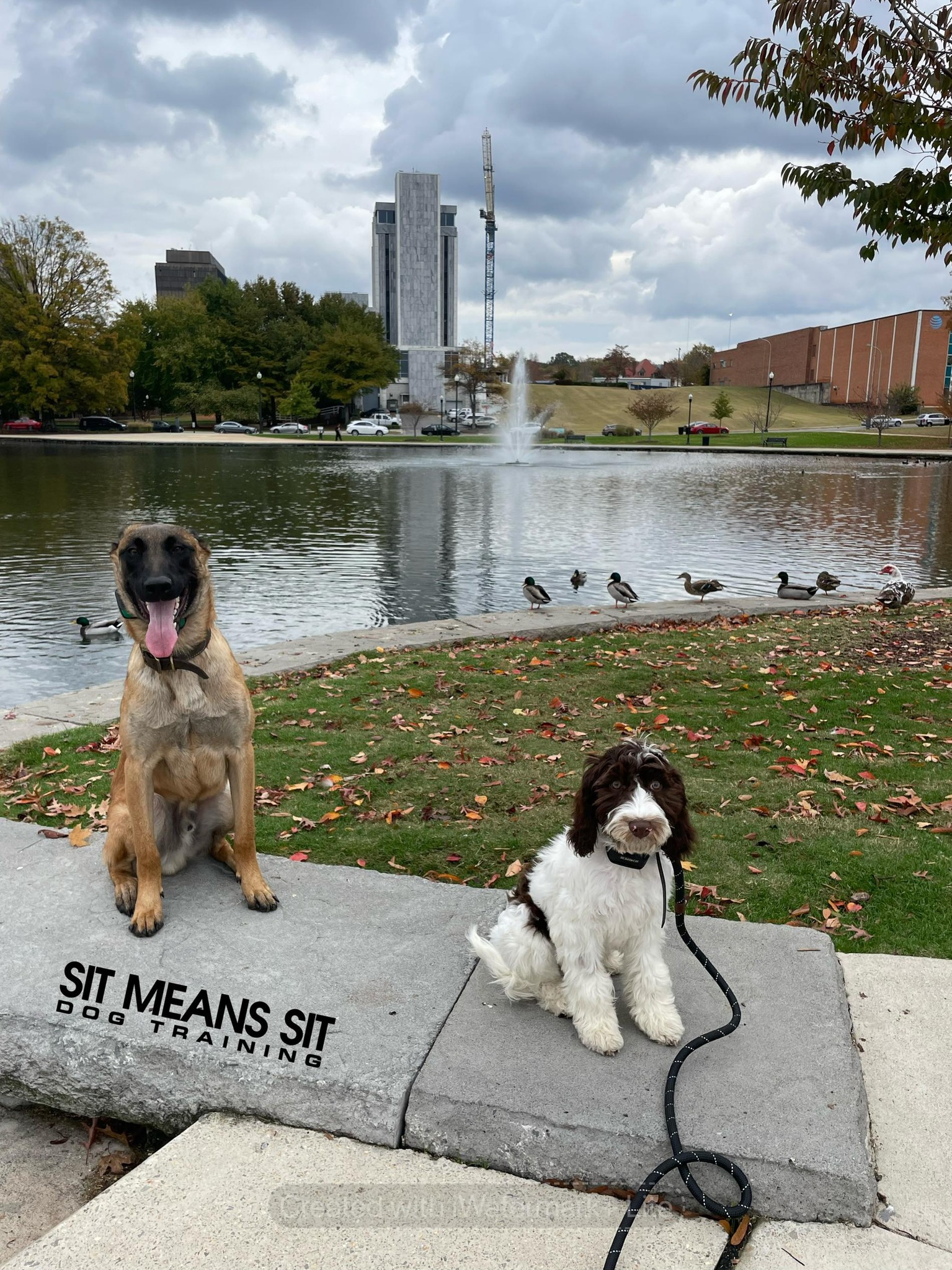 sit-means-sit-dog-training-north-alabama-2