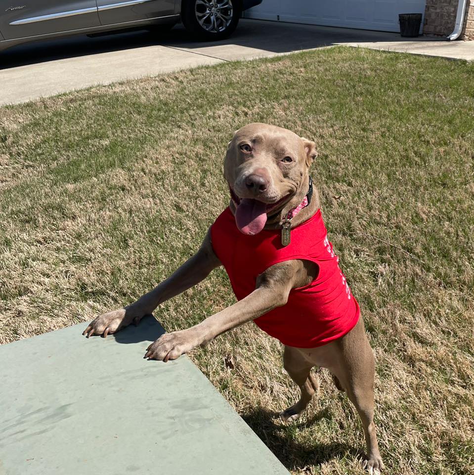 sit-means-sit-dog-training-north-alabama-4