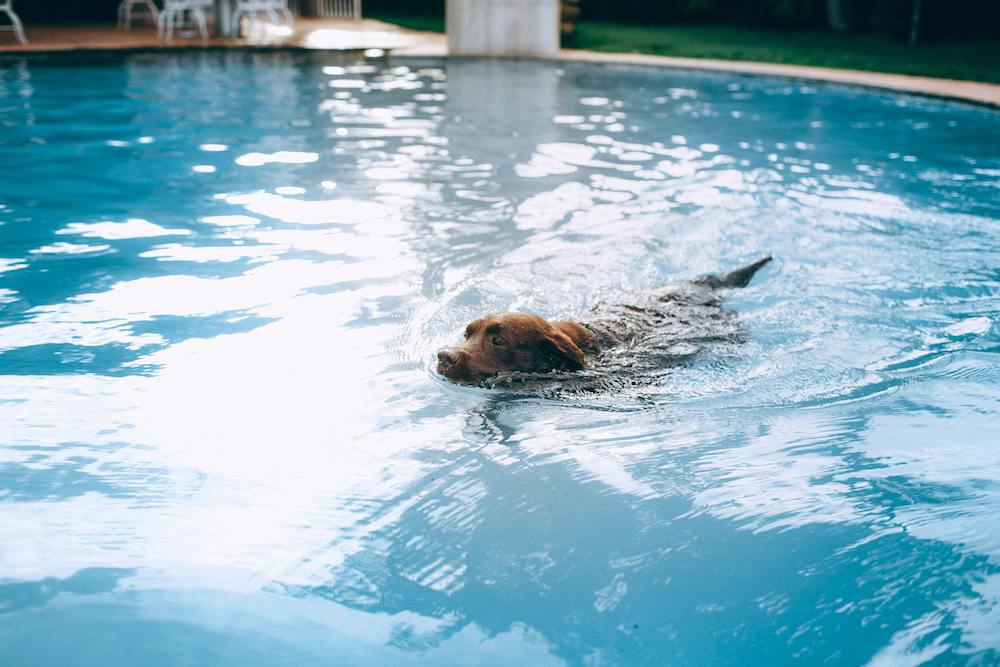 Indoor dog pool in Huntsville at risk of closing