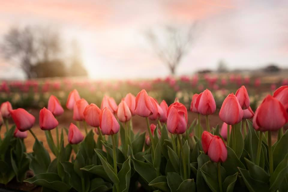 Tulip-picking season opened at Hubert Family Farm