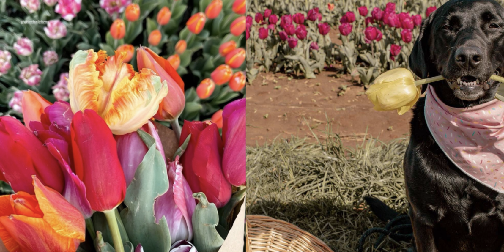 North Alabama tulip farm named among the South’s best spring destinations