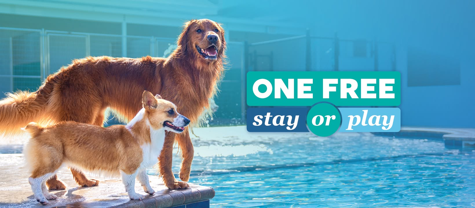 pet paradise